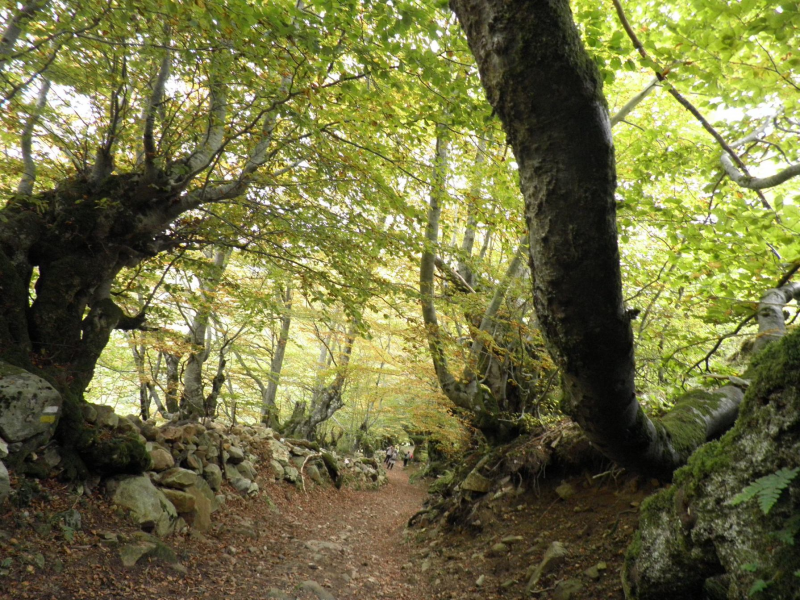 0b1d345f6a9a13bacdc1185e3d89241a