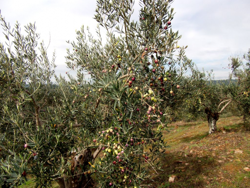 23749e0e643f7d447052ebdb7e7e18b8