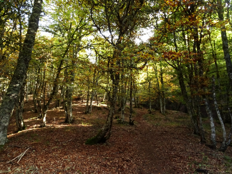 26e0e491d20f956778d5349706b3ffdd