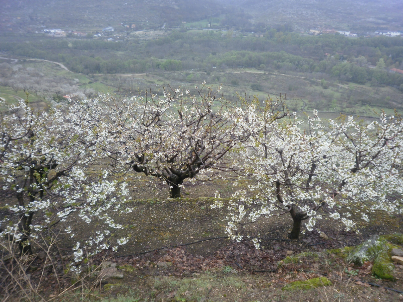 2a3e8384ce863d9c374914588e51ad17