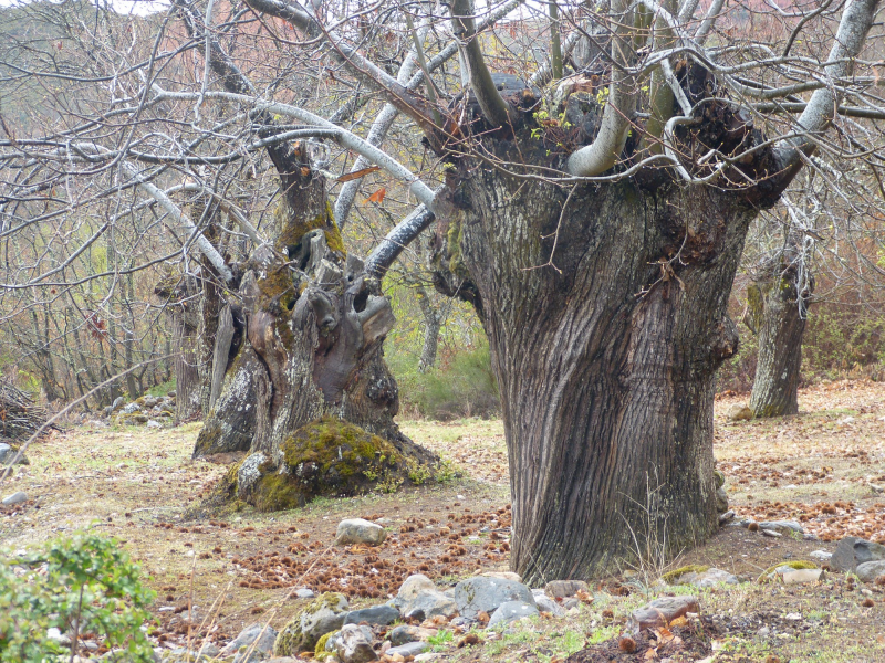 6fd86704c52592da6ce658a74c76baaa