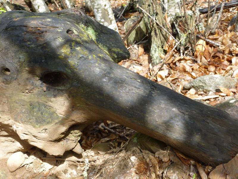 810c461a31f32e7e4535c75a1336a0e9