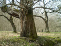 0ba79e4fcb2c4d5668d4c8aa2c91ad51