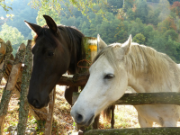 13cd46ed789dfa6f62a9dc5798b49b8f