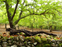 21702e6a5641761271da845cf50773ff