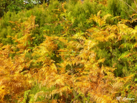 25b319dbdf5a8524b74cfb88ca1799e6