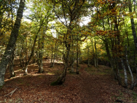 26e0e491d20f956778d5349706b3ffdd