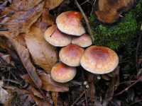 2b1041a625c3bf2dce17620ca2d60c18