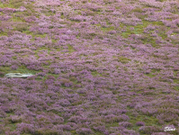 2f3998c070e54207a03ae0790401c708