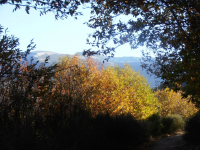 33efce1e602e3a7de001873fc38fd811