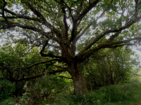 366e0571d4caeec052349bc1a072e0d5