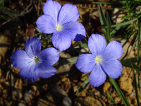 3d338fa147d38ddafef666c40974c43d