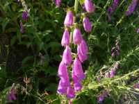 441bb680f60494445bc5303612b7e077