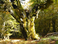 448650f1fb8077a4d67bec457acfbaa3