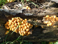 45779692b3cf9875f5e57927804bb093