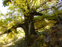 7016607b884d2bff076ecdd7a6c0962a