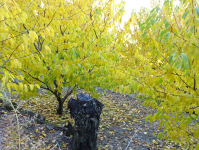 79871ec3f458c53d1639008dcbcb9951