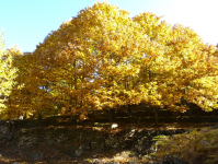 7d52d642986f73cfcc2aba1a7145fd2a