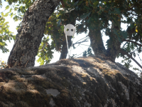 874f10379f86c55ca68ad67a80b8dd53