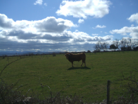 99517e7cc0a86154d6fd4eaddaee61b3