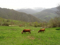 Ac6314ca1557ea633738cc437648247a