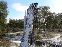 D8effea124a1fa349b60878f055dedf4