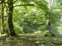 E9a29f1a4cbb820c56b714611ea02de2