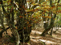 E9a549ce1e68b135ab1370cbfc76a7ee