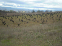 Ec42cce052465a538d7ae199de2f5f22